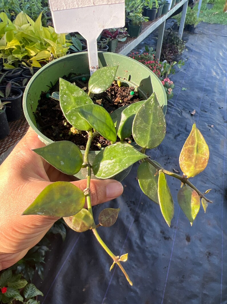 Hoya Lacunosa var. Plant 3 in pot image 4