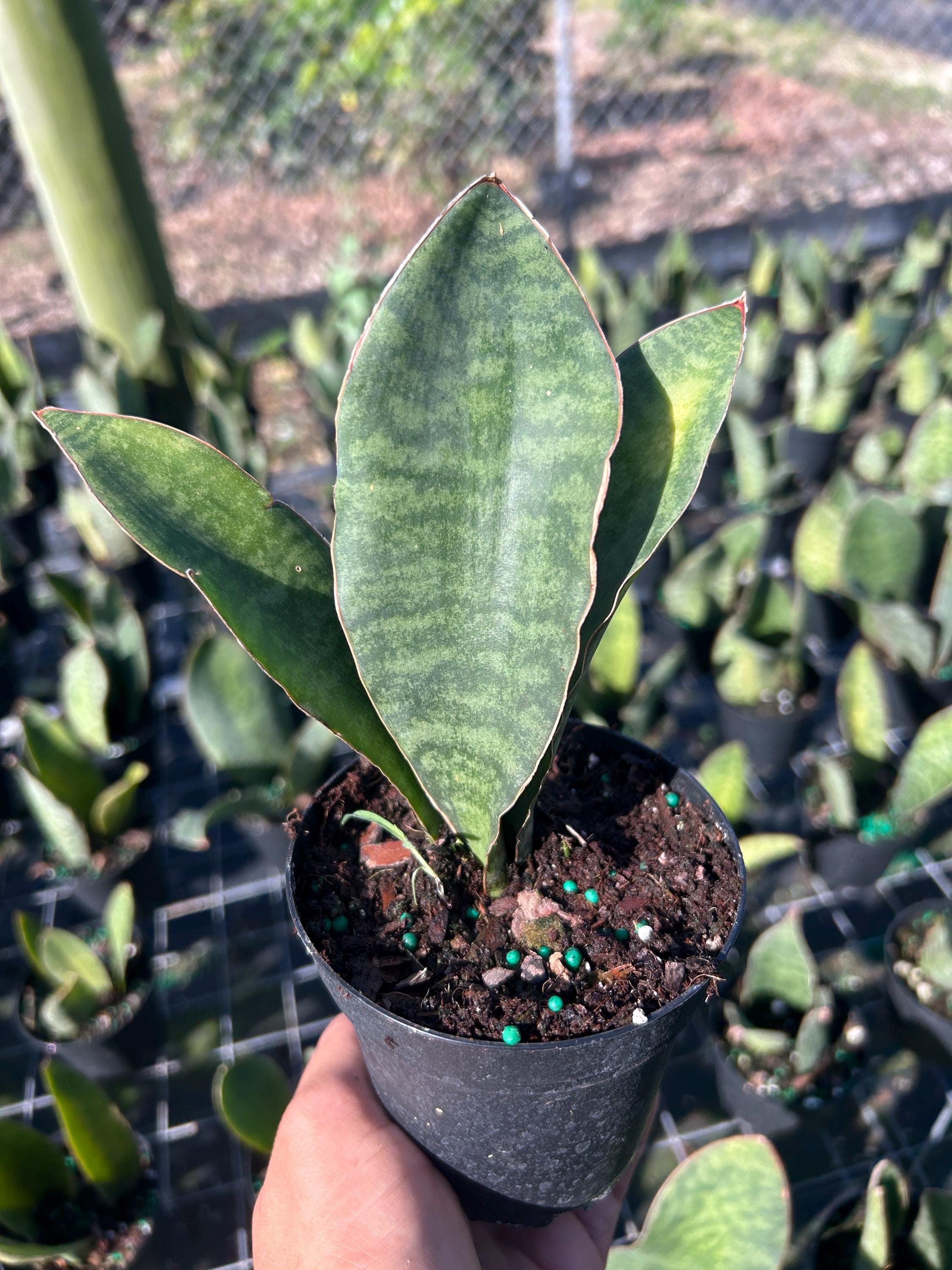 Whale Fin Sansevieria Plant  Dracaena Masoniana | Rare Snake Plant | 4  Pot - Etsy