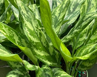 Aglaonema 'mary Ann'  Chinese Evergreen | Easy-care Houseplant in 6 Pot -  Etsy
