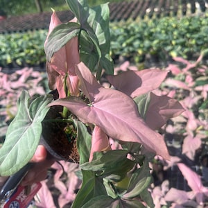 Lebende Pflanze | Syngonium podophyllum ‘Pink Splash’ | Pfeilspitze Ranke | Pflegeleichte Zimmerpflanze | Seltene bunte Syngonie