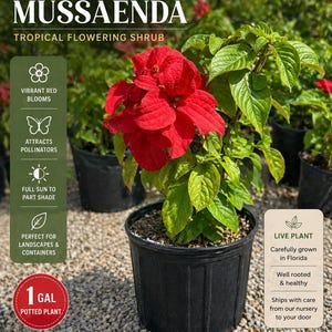 May include: A Red Mussaenda tropical flowering shrub in a 1 gallon black plastic pot. The plant features vibrant red blooms and green leaves. Text on the image includes Red Mussaenda, Tropical Flowering Shrub, Vibrant Red Blooms, Attracts Pollinators, Full Sun to Part Shade, Perfect for Landscapes & Containers, 1 Gal Potted Plant, Live Plant, Carefully grown in Florida, Well rooted & healthy, Ships with care from our nursery to your door, and Aura Gift Shop.