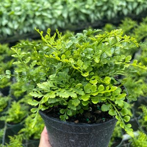 May include: A vibrant green fern plant in a black plastic pot. The fern has delicate, light green leaves with a slightly ruffled texture. The plant is in focus, with other plants visible in the background.
