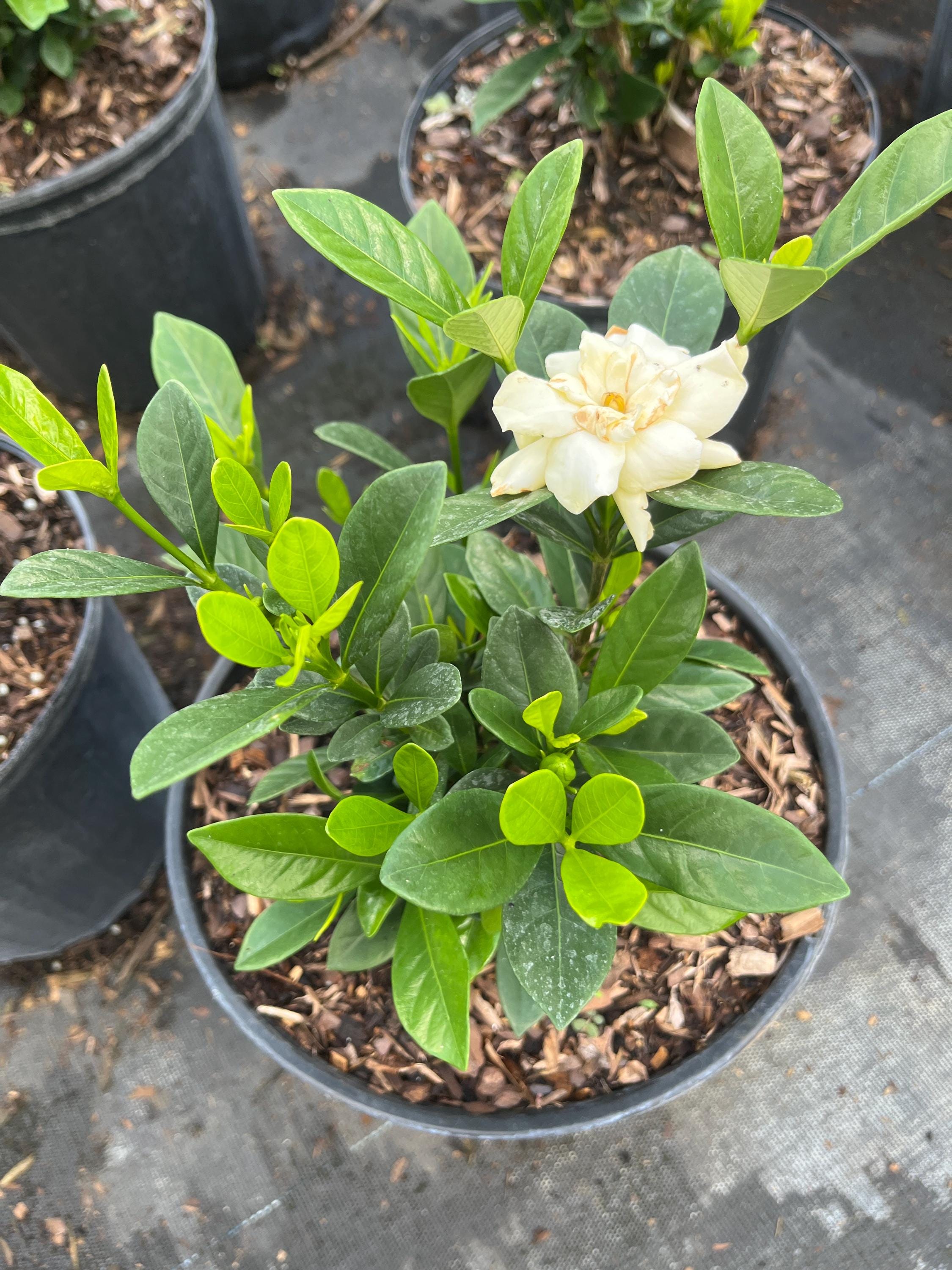 Fragrant Gardenia Plant: Cape Jasmine (large Plant) - Etsy Canada