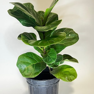 Ficus Lyrata Fiddle leaf fig 6in pot