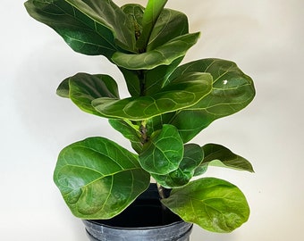Ficus Lyrata Fiddle leaf fig 6in pot