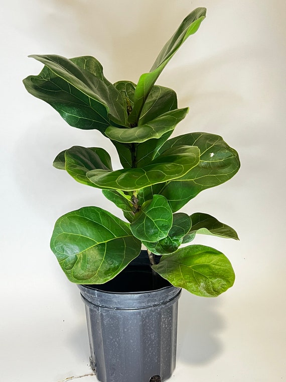 best fertilizer for fiddle leaf fig Professional Liquid Fiddle Leaf Fig Plant Fertilizer