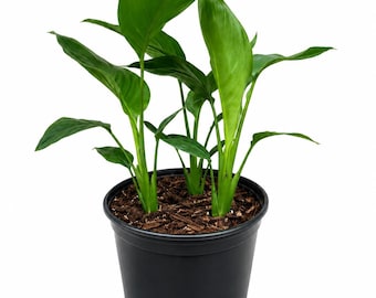 May include: A potted plant with large, vibrant green leaves. The plant is in a black plastic pot filled with soil and mulch. The leaves are broad and have a glossy appearance, with several stems emerging from the center.