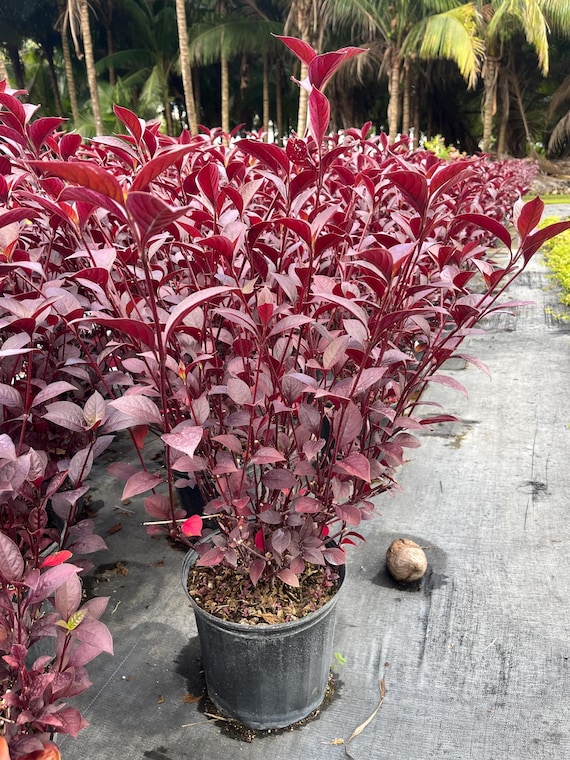 Purple Knight Alternanthera Plant: Bold Purple Foliage - 1gl Pot