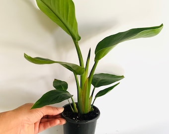 Live White Bird of Paradise Plant: Tropical Home Decor Medium Size