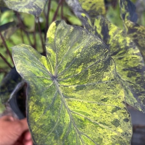 May include: A Colocasia plant featuring large, heart-shaped leaves with a variegated pattern of deep black and vibrant lime green. The foliage displays a mottled, speckled texture with prominent dark veins radiating from the center stem.