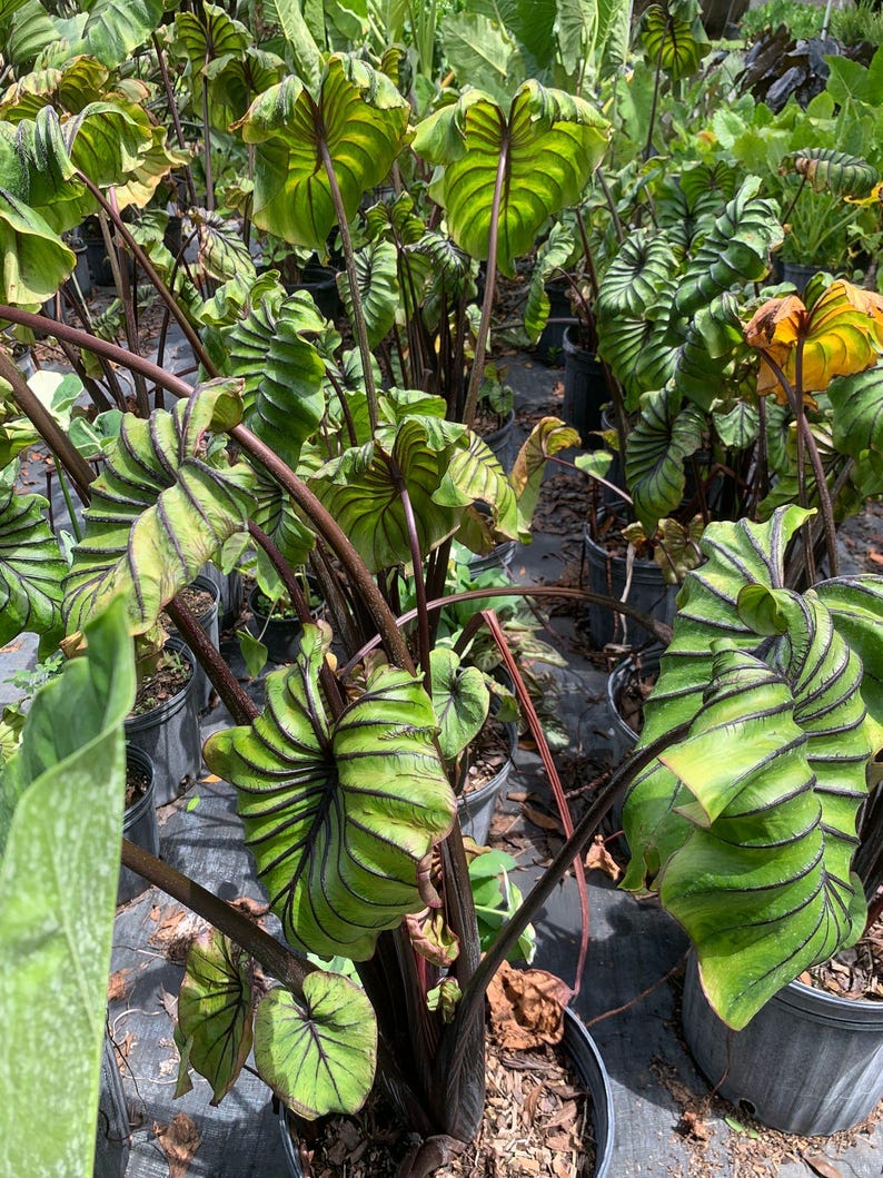 Peut inclure: Gros plan sur un groupe de plantes aux grandes feuilles vertes avec des nervures et des bords vert fonc&eacute;. Les tiges sont brun-rouge fonc&eacute;. Les plantes sont dans des pots noirs, avec un arri&egrave;re-plan flou.