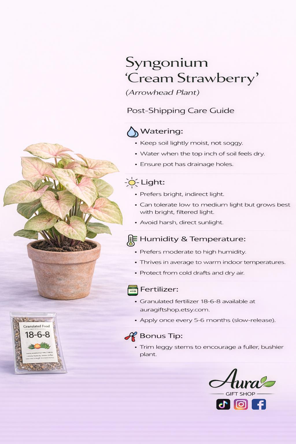 Syngonium Strawberry Cream Hanging Basket | Goosefoot Plant | Pink