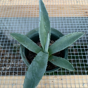 Succulent Tequila - Etsy