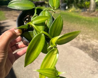 Vanilla Planifolia – Live Vanilla Orchid Plant | Rare Tropical Vine | Real Vanilla Bean Orchid