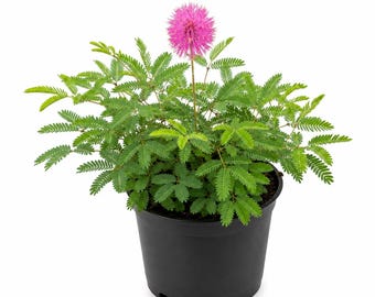 Sunshine Mimosa Live Plant | Mimosa Strigillosa Groundcover | Pink Puff Flower | Florida Native Lawn Alternative | Pollinator Friendly 6inch