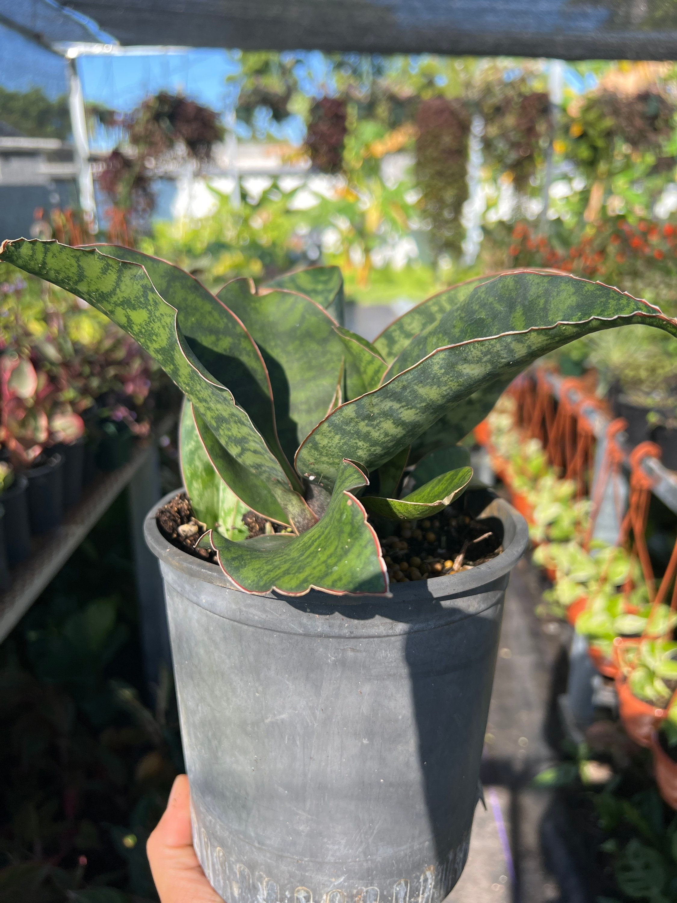 Whale's Fin Sansevieria- Dracaena Masoniana, Snake Plant - 6 in Pot Large  Plant - Etsy