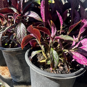 May include: Close-up of potted plants with deep burgundy and purple leaves. The leaves have a textured appearance and are arranged in a dense, bushy manner. The plants are in black plastic pots, suggesting they are ready for sale or transplanting.