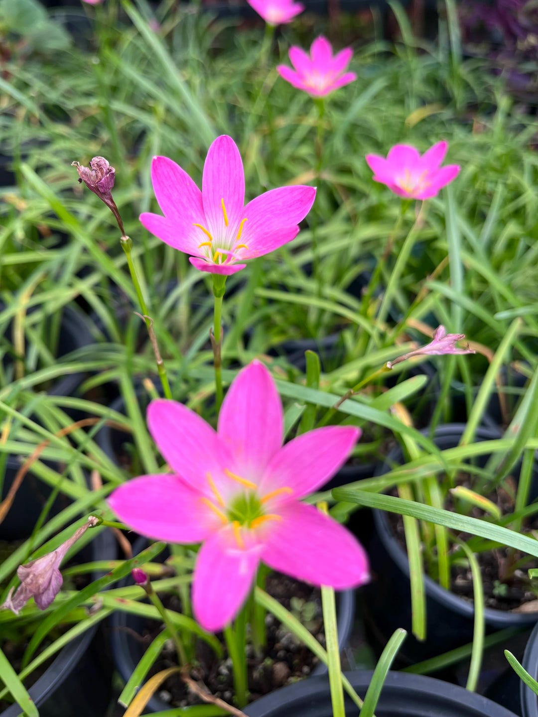 Lilibeth Rain Lily Bulb🧕Zephyranthes 'MumMum Leng'👨Rainflower Fairy