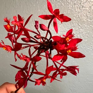 Orchid Epidendrum Radicans Fire Star Orchid-Five Star-Houseplant Mothers Day Spring Easter-blooming plant Red Scarlet image 7