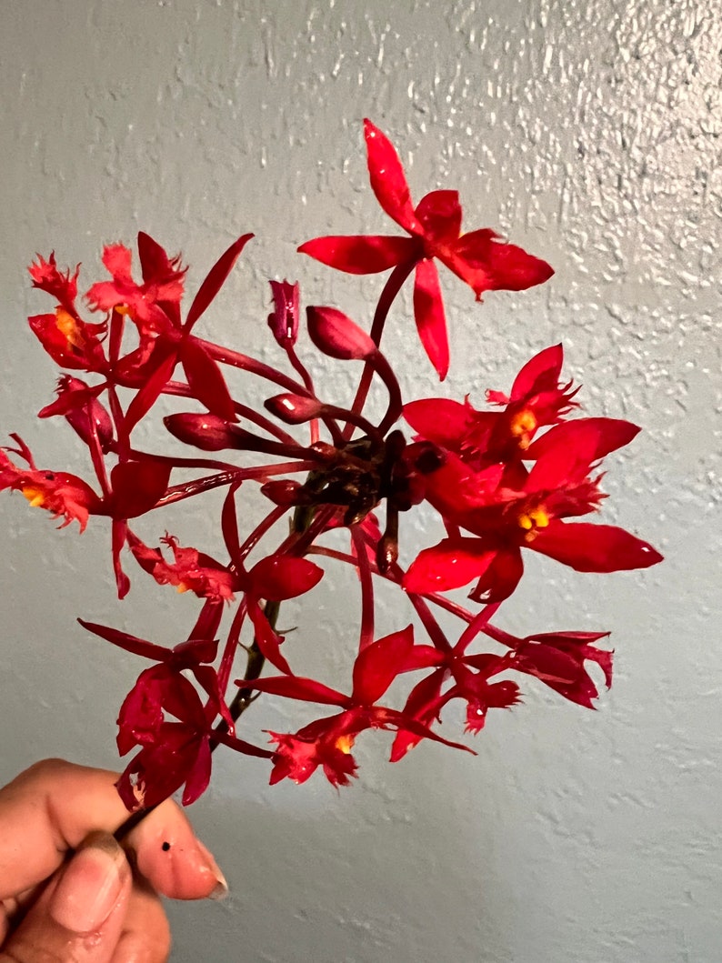 Orchid Epidendrum Radicans Fire Star Orchid-Five Star-Houseplant Mothers Day Spring Easter-blooming plant Red Scarlet image 7