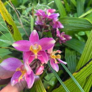 May include: Close-up of vibrant pink orchids with yellow centers and white edges. The flowers are surrounded by green leaves and blades of grass, creating a natural and colorful scene. The image captures the delicate beauty of the orchids.