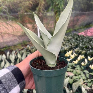 K&ouml;nnte beinhalten: Eine Topf-Sansevieria-Pflanze, auch bekannt als Bogenhanf, mit silbrig-gr&uuml;nen Bl&auml;ttern und dunkelgr&uuml;nen R&auml;ndern. Die Pflanze befindet sich in einem dunkelgr&uuml;nen Plastiktopf. Der Hintergrund zeigt weitere Pflanzen in T&ouml;pfen.