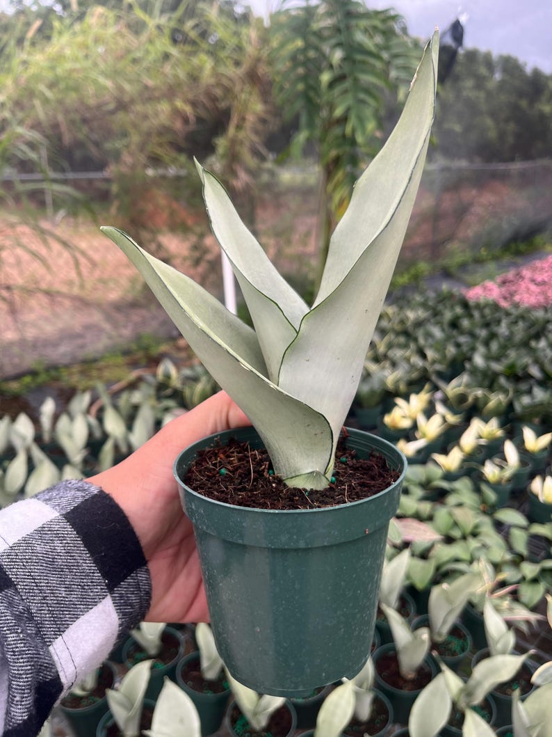 K&ouml;nnte beinhalten: Eine Topf-Sansevieria-Pflanze, auch bekannt als Bogenhanf, mit silbrig-gr&uuml;nen Bl&auml;ttern und dunkelgr&uuml;nen R&auml;ndern. Die Pflanze befindet sich in einem dunkelgr&uuml;nen Plastiktopf. Der Hintergrund zeigt weitere Pflanzen in T&ouml;pfen.
