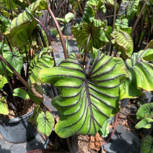 Peut inclure: Ensemble de trois mugs en c&eacute;ramique avec un gla&ccedil;age mouchet&eacute; de couleur cr&egrave;me. Chaque mug pr&eacute;sente un motif peint &agrave; la main diff&eacute;rent : une feuille bleue et verte, un soleil jaune et une fleur rose. Les mugs ont un design simple et moderne.