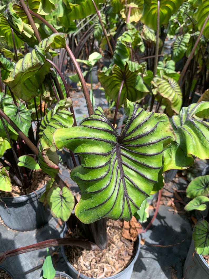 Peut inclure: Ensemble de trois mugs en c&eacute;ramique avec un gla&ccedil;age mouchet&eacute; de couleur cr&egrave;me. Chaque mug pr&eacute;sente un motif peint &agrave; la main diff&eacute;rent : une feuille bleue et verte, un soleil jaune et une fleur rose. Les mugs ont un design simple et moderne.