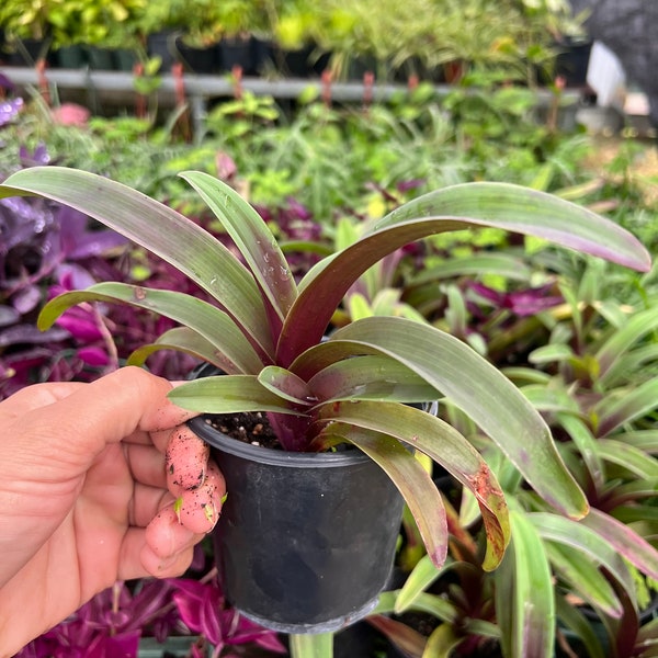 TRADESCANTIA Cyanotis obtusa Trimen 5in Pot