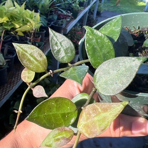 Hoya Lacunosa var. Plant 3 in pot image 5