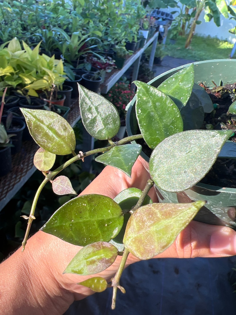 Hoya Lacunosa var. Plant 3 in pot image 5