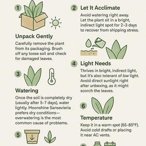 Moonshine Snake Plant – Rare Silvery Green Sansevieria | Easy Care Indoor Houseplant | Air Purifying & Low Light Succulent Plant Gift Bild 11