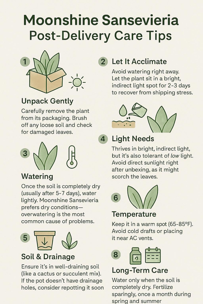 Moonshine Snake Plant – Rare Silvery Green Sansevieria | Easy Care Indoor Houseplant | Air Purifying & Low Light Succulent Plant Gift Bild 11
