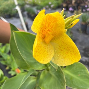 Live Yellow Canna Lily Plant in 1 Gallon Pot – Tropical Blooms | Ready to Plant | Vibrant Summer Color