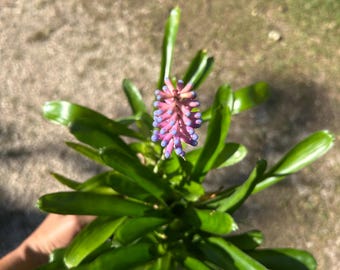 Bromeliad Aechmea Titan Force - Etsy