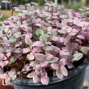 May include: A small potted plant with pink and green leaves. The plant is in a black plastic pot.