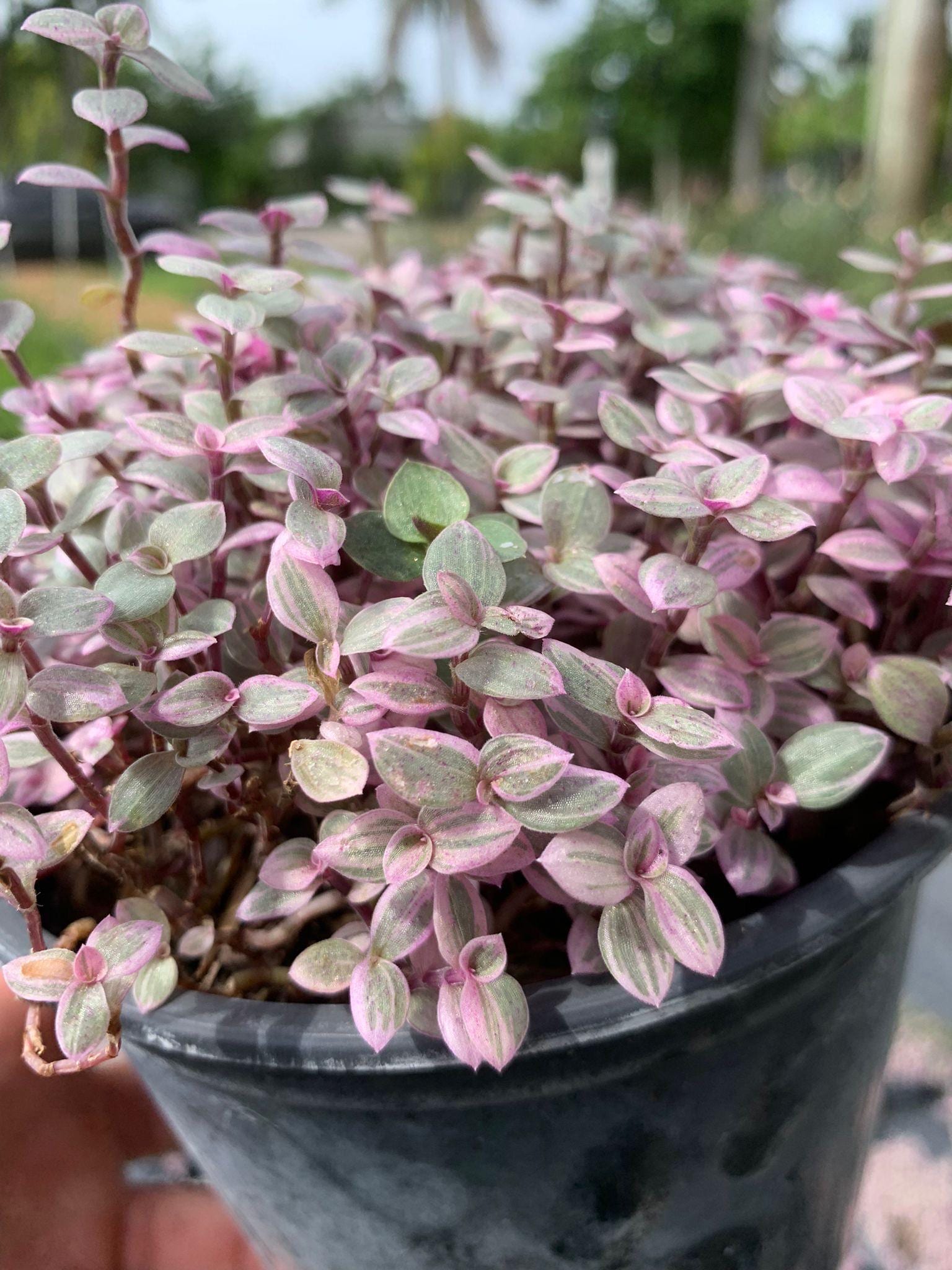 Pink Lady Turtle Vine: Variegated Trailing Plant - 6in Pot - Etsy