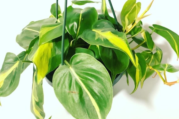 cebu blue philodendron variegated Epipremnum pinnatum "Cebu Mint"