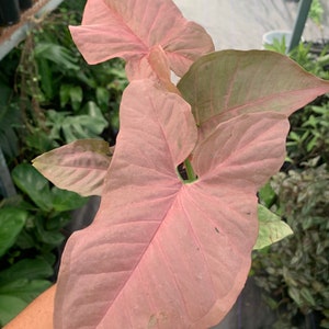 Syngonium strawberry cream podophyllum, Goosefoot Plant / Nephthytis/ House Plant 6&quot; Pot Size / Fast Shipping
