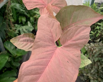 Syngonium strawberry cream podophyllum, Goosefoot Plant / Nephthytis/ House Plant 4" Pot Size / Fast Shipping