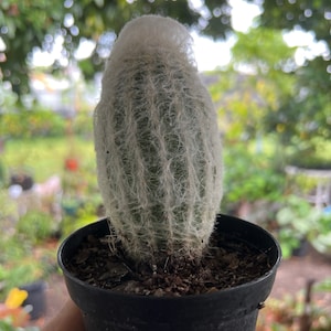 Espostoa melanostele Peruvian Old Lady Cactus Large 4in image 1