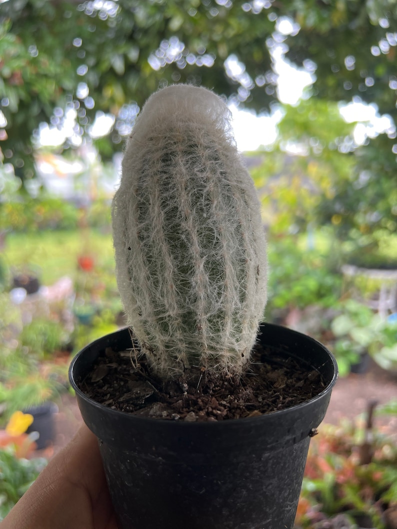 Espostoa melanostele Peruvian Old Lady Cactus Large 4in image 1