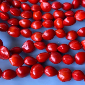Peut inclure: Un brin de perles de graines rouge vif, disposées en rangées sur un fond bleu. Les perles sont lisses et de forme ovale.