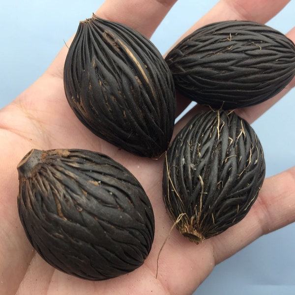 4 pcs Bodhi Seeds Raw Material For Necklace Pendant 27-30 mm 30-34 mm 35-38 mm,For Handcrafts,Buddhism Beads,Mala Prayer Beading,DIY Jewelry