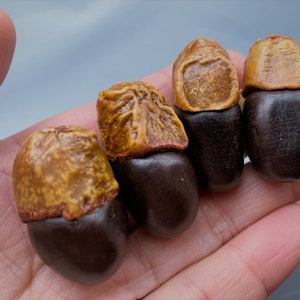 Afzelia Xylocarpa Seeds: Natural Wood Beads for Jewelry Making (29-40 mm)