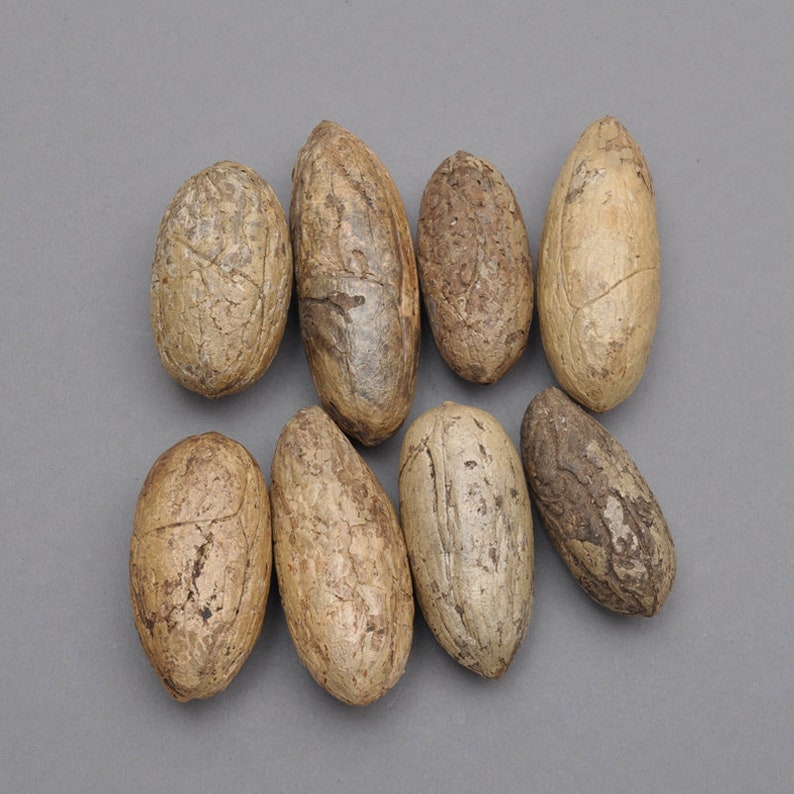 5 pcs Bodhi Seeds Raw Material For Necklace Pendant 30 mm 45 mm 55 mm 65 mm approximately,For Handcrafts,Mala Prayer Beading,DIY Jewelry