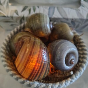 Blue and White Mini Basket with 6 Apple Snail Shells – Home Decor, Coastal Living, Aquarium, Terrarium, Gardening, Table Display, Natural