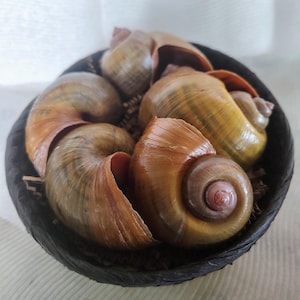 May include: A collection of large, spiral-shaped snail shells in shades of brown, tan, and yellow, arranged in a dark, textured bowl. The shells have a glossy finish and are nestled on a bed of dried plant material.