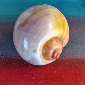 May include: A large, pearlescent seashell with a spiral shape. The shell features a gradient of colors, including cream, yellow, and hints of purple and brown. The background is a blend of red, teal, and blue.